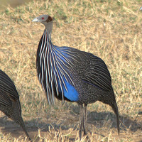Vulturine Guineafowl